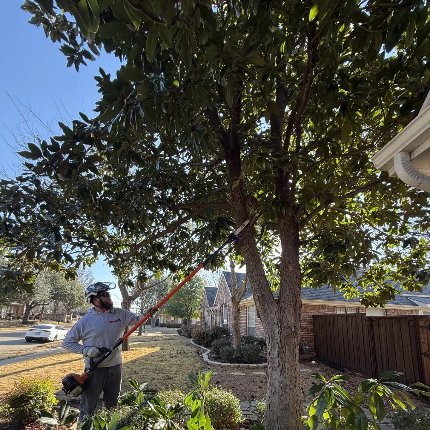 Tree MD's crew member using a pole saw to perform clearance pruning on a magnolia tree at a residential property in Allen, TX