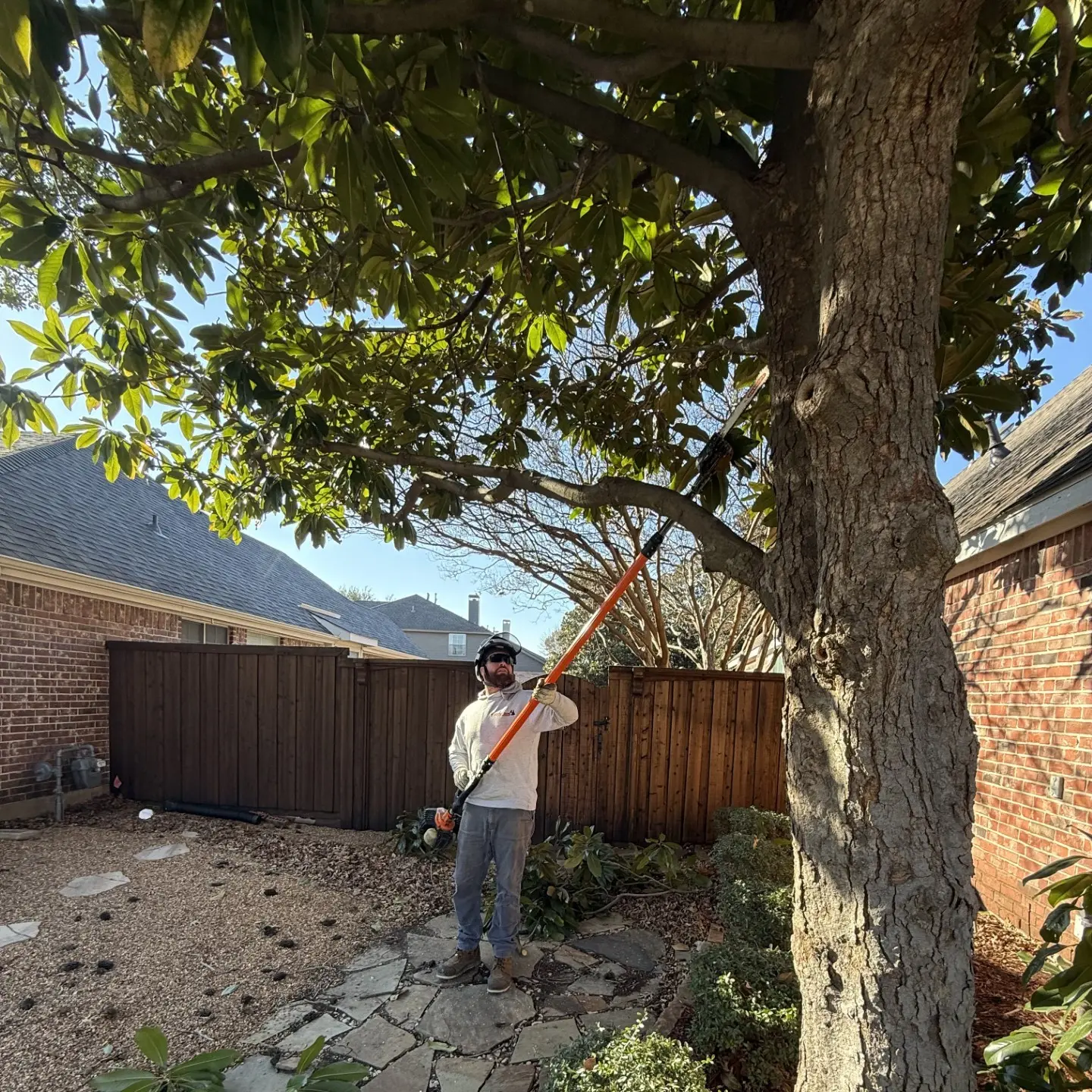 Tree MD's crew member pruning a backyard tree near a brick wall and wooden fence in Allen, TX