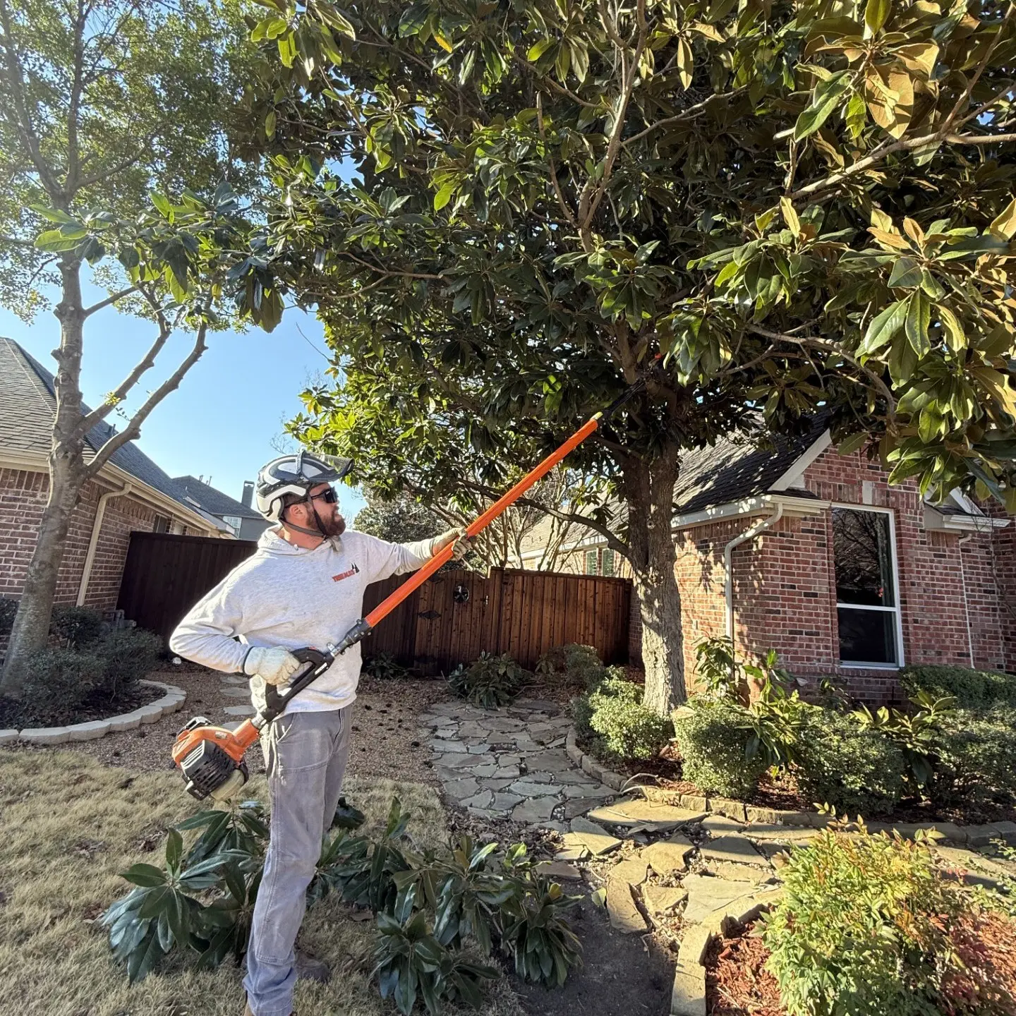 Front yard clearance pruning of a mature magnolia tree at a residential property in Allen, TX