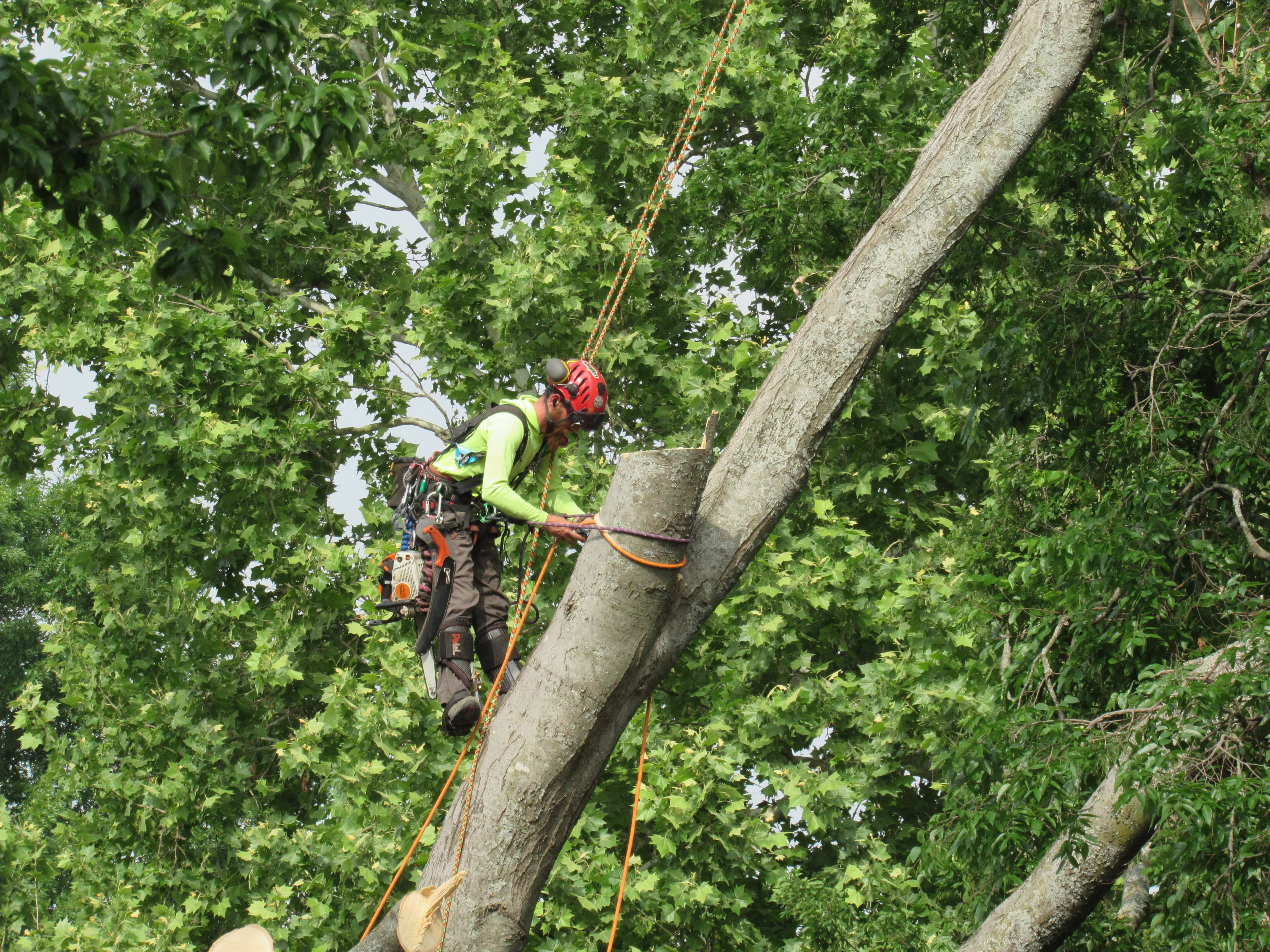 Tree MD's Certified Arborist climber rigging into a large failed tree limb with chainsaw and harness in McKinney, TX