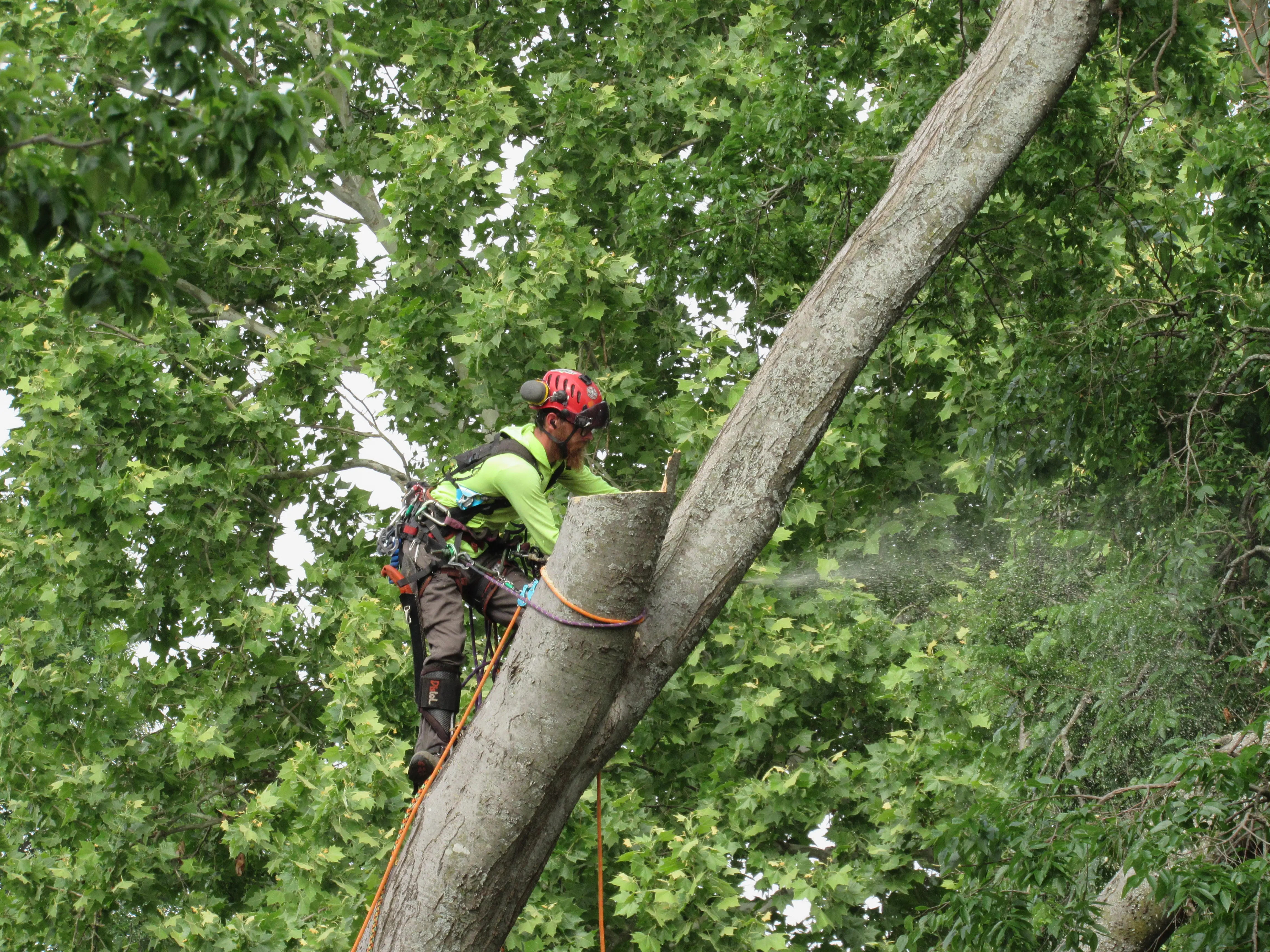 Close-up of a Tree MD's climber making a precision cut on a large tree limb during an emergency removal in McKinney, TX