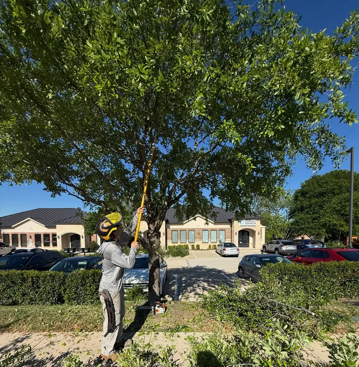 Tree MD's crew member using a pole saw to perform premium pruning on a tree at a commercial property in McKinney, TX