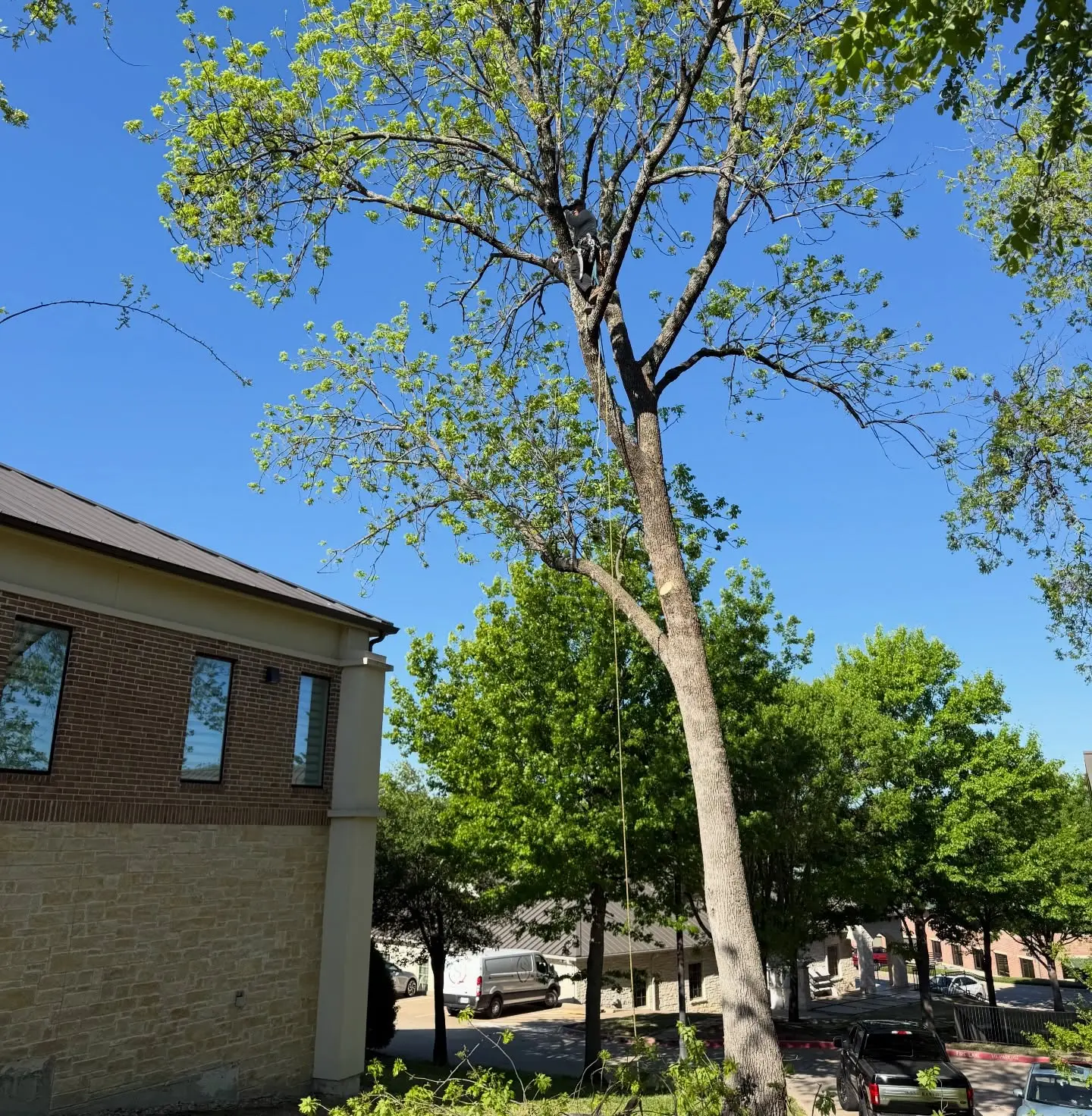 Tree MD's climber working in the upper canopy of a large tree next to a commercial office building in McKinney, TX