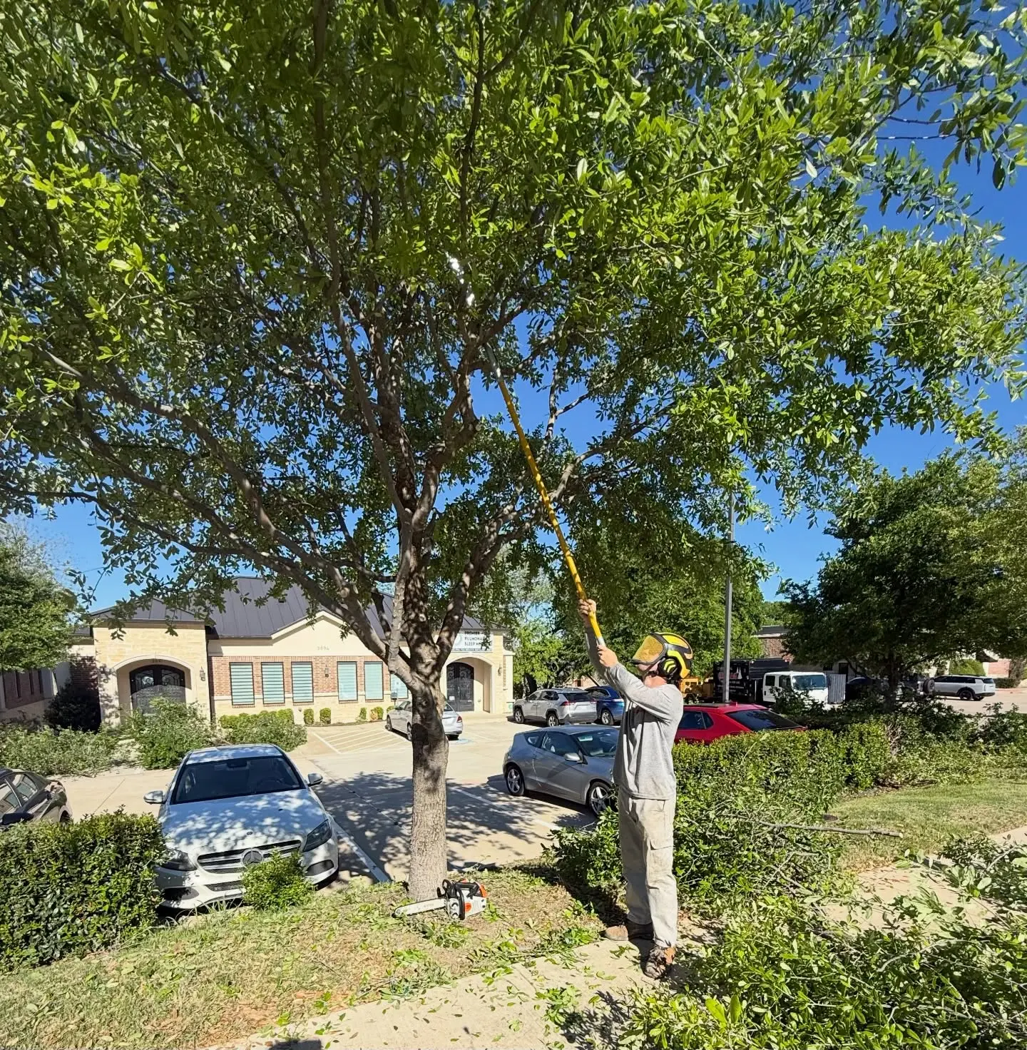 Tree MD's crew member using a pole saw to clear a parking lot tree at a commercial property in McKinney, TX